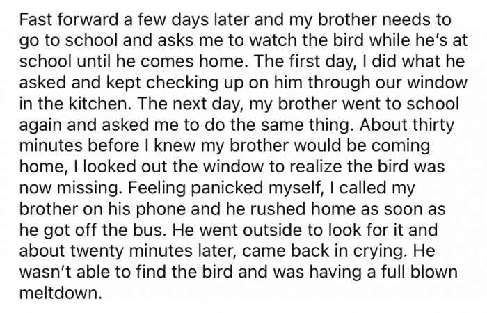A few days later, OP's brother had to go to school and asked OP to take care of the bird until he returned.