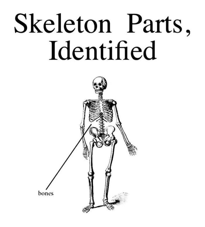 49. Skeleton