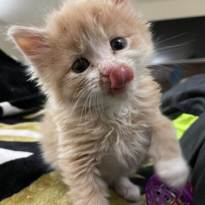 Amber Rose, the shelter founder, put out the call for fosters for Monkey, and Merissa responded shortly after