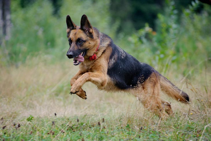 8. German Shepherd