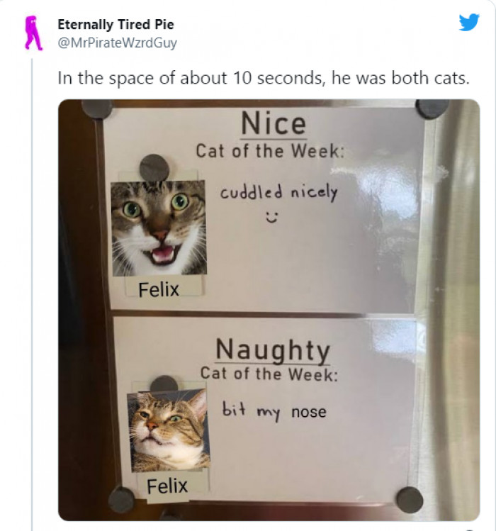 14. What better way to sum up the magic of cats than this...