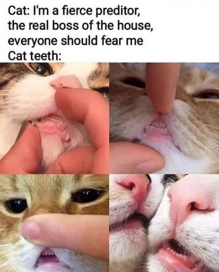 12. Their teeth look so human-like.