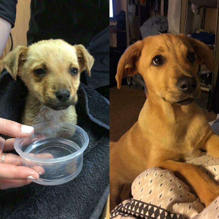 13. Changeover Happened After Lots Of Love, Food And Water. Meet Apollo