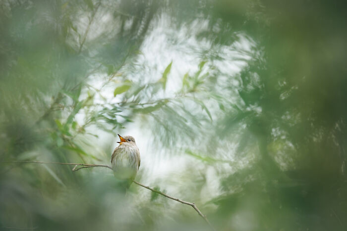 Winner, Young Tpoty Age 15 - 18: Matei Mărăcineanu, Romania (Age 15 )