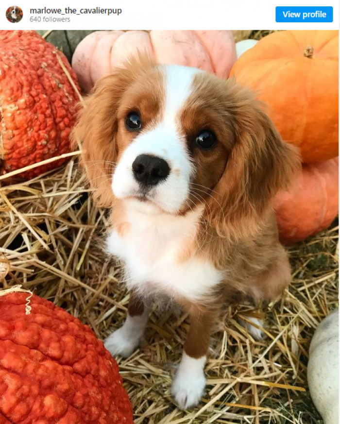 12. Marlowe - a true model.