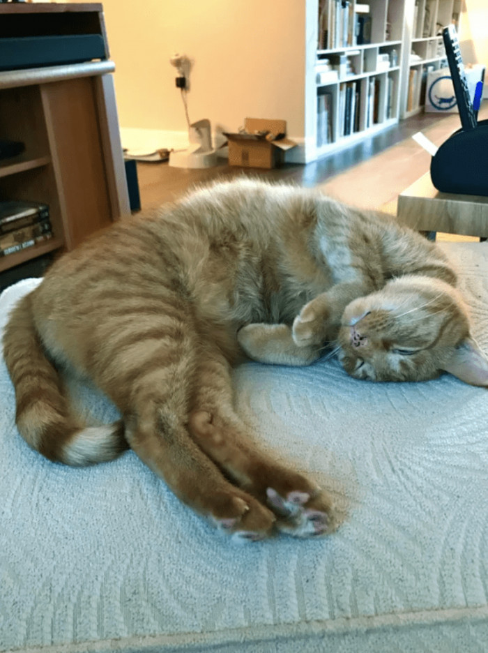 2. "He became NowMyCat when I moved into his apartment"