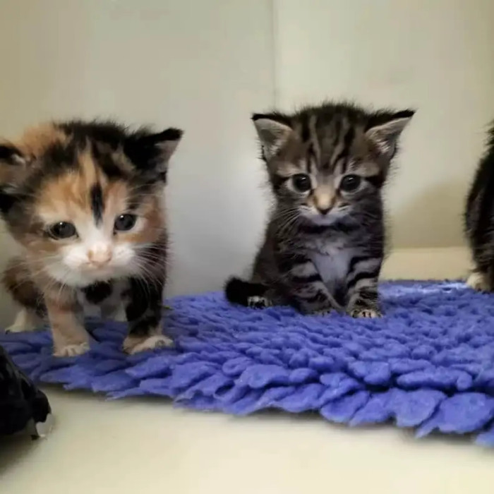The shelter was already packed when they found the carrier, but they still managed to provide these cats with the care they needed