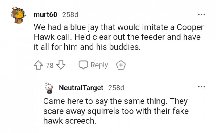 This Redditor's blue jay imitates a Cooper's hawk call