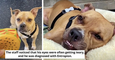Pitbull With Paralyzed Legs Proves That His Unbreakable Spirit Is His Secret Power To Heal