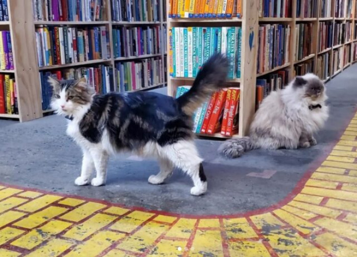 And You Can Adopt One