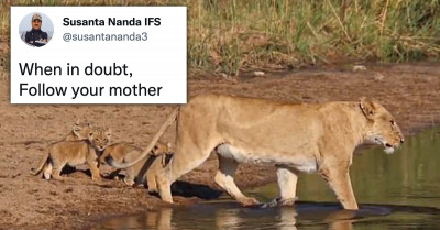 This Mother Lioness Showing Her Cubs How To Cross Water Safely Is All We Needed Today