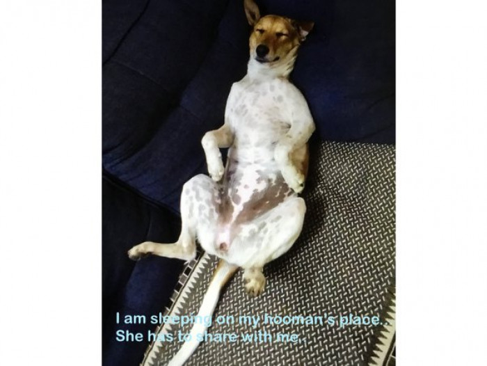 15. Dogs will teach you how to share