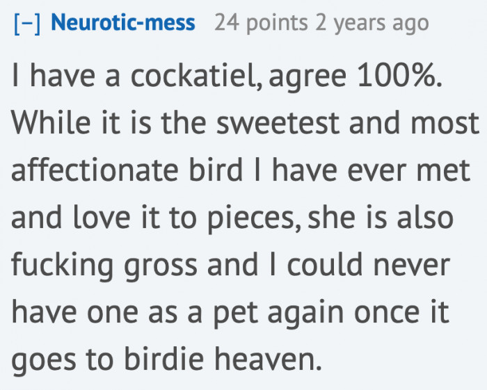 A Redditor has had enough with birds.
