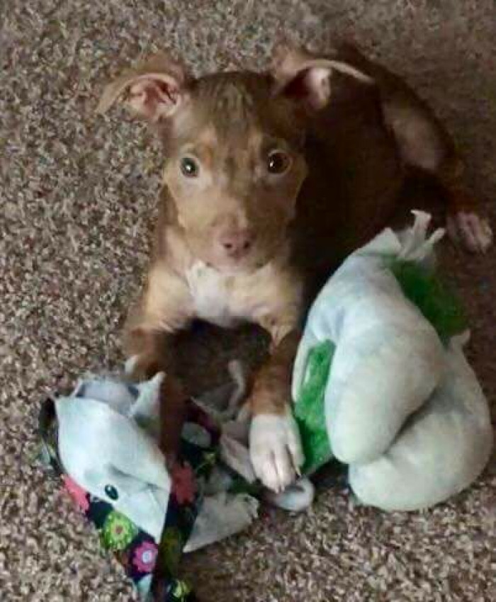 We have no doubt that Matilda will approach finding her permanent home with glimmering enthusiasm