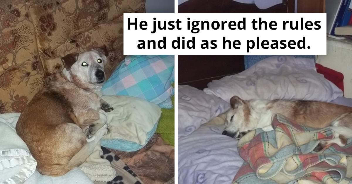 Dog Owners Share How They Can't Control Their Dog's Irresistible Urge To Get On Couch