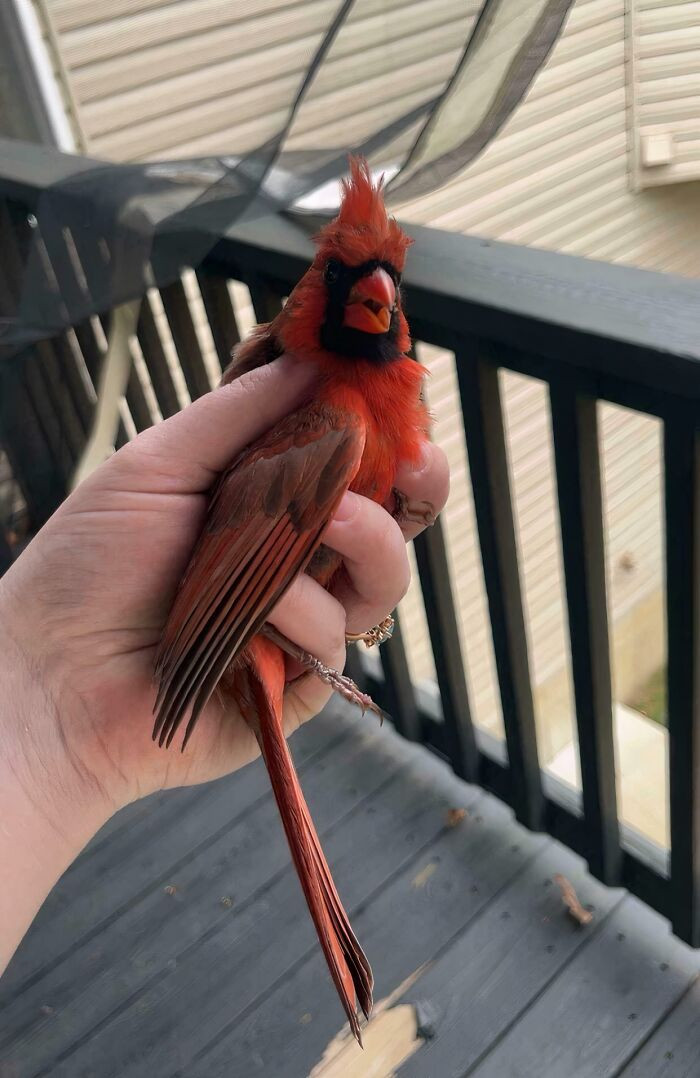 "Saved A Cardinal Stuck In A Screened-In Gazebo"