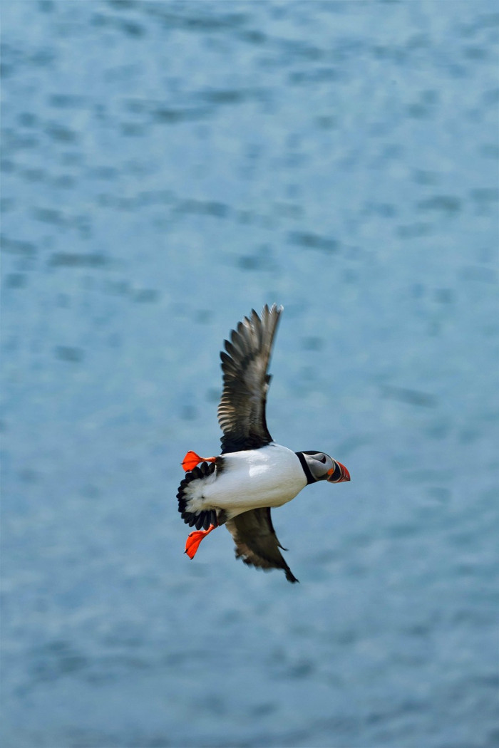Flapping, Gliding, and Soaring