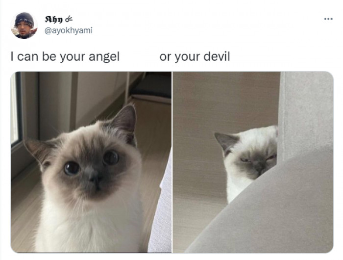 6. Kitten shows off their duality