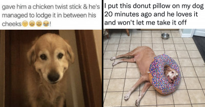 Here Are 13 Pictures That Prove Dogs Are Just Cute Weirdos