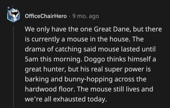 26. The dog heard from a cat that it was a great game to play