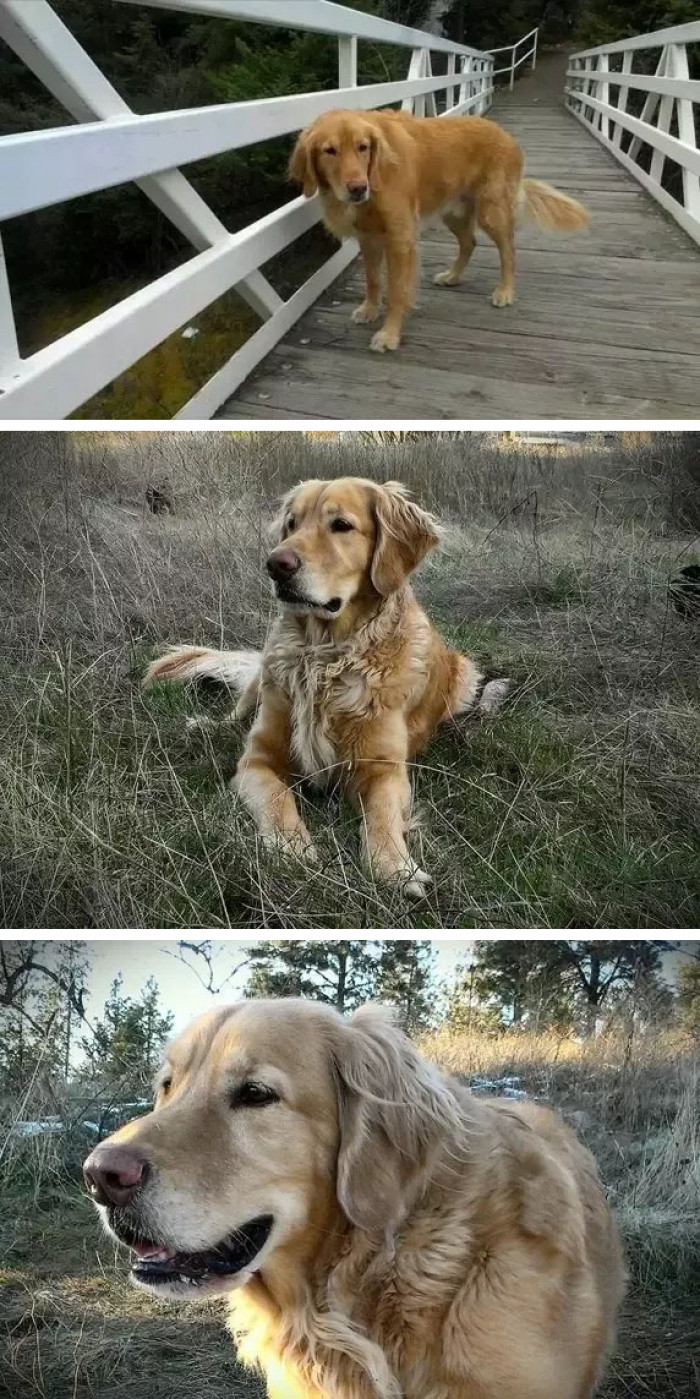 Doggo senses are amazing!