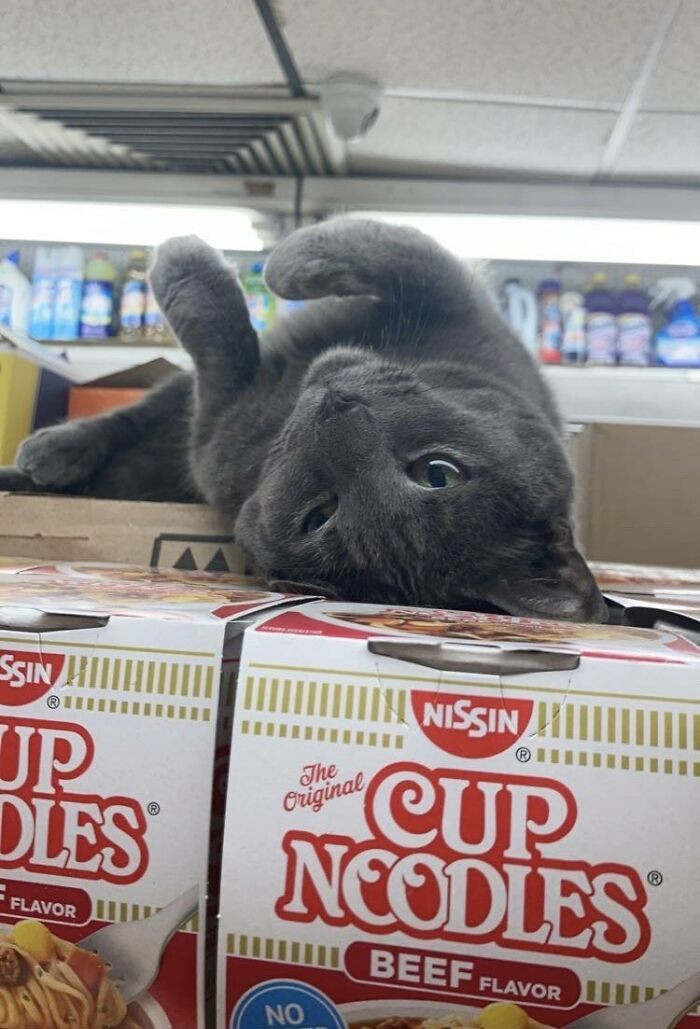 41. This cat clearly likes cup noodles