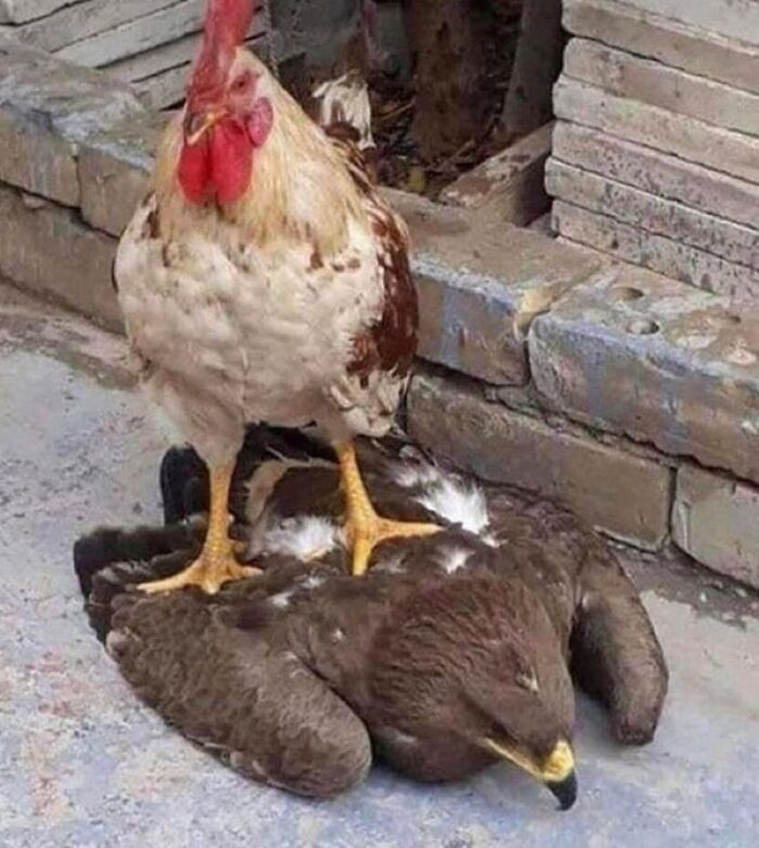 8. Foghorn Leghorn in real life.