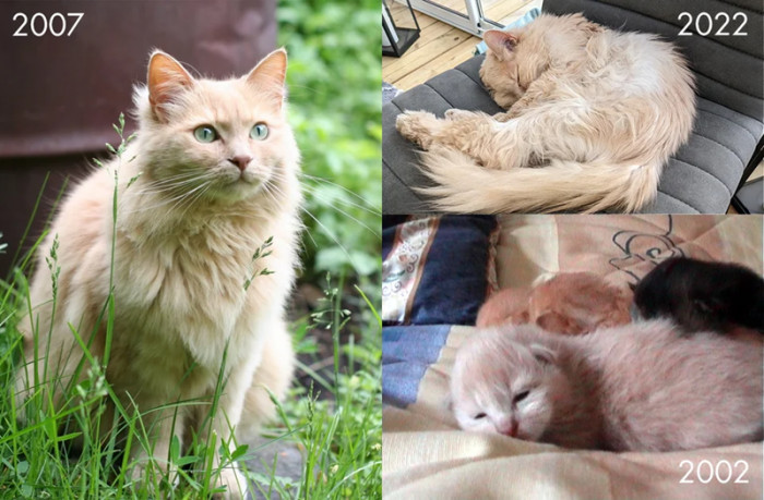 1. This handsome feline is already 20 years old.