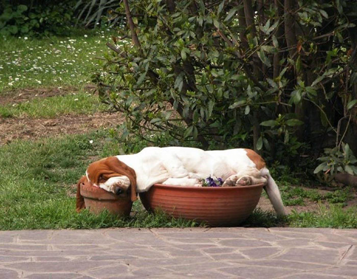 37. Basset Hound Sleeping in Flower Pots. Part Dog, Part Gravy