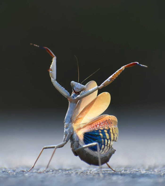 Mantis Flamenca By Jose Miguel Gallego Molina