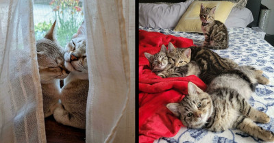 50 Unforgettable Moments When Cats Stole Hearts And Compelled People To Share Their Adorable Photos