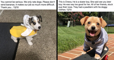 Some of the Best Dog Posts That Have Been Shared on Social Media for Your Entertainment