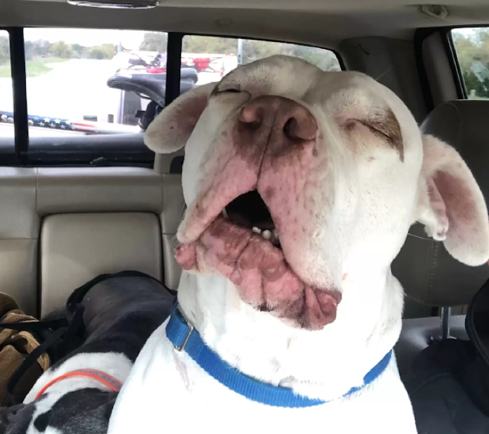 Nellie was bitten on the face