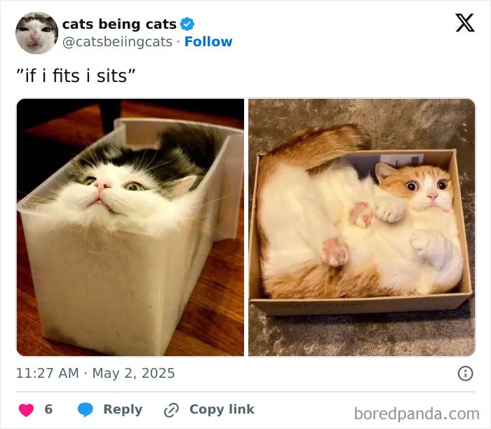 29. Breaking news: smugglers apprehended in the act of self-containment.