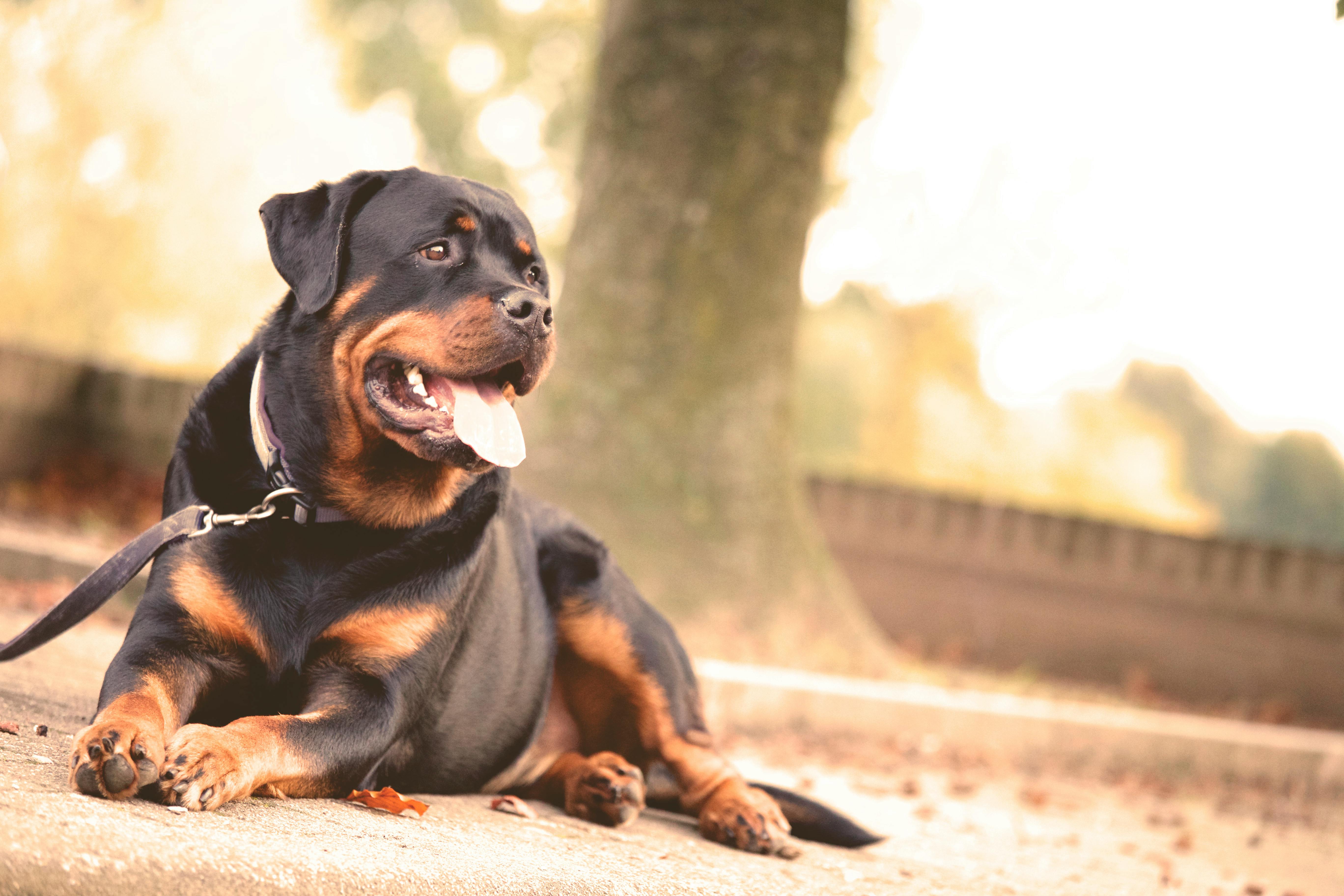 There is a dog inside the home, which means motion detectors might not be active.