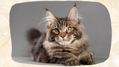 Maine Coon Mix: Appearance, Size, and Traits