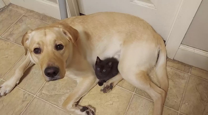 Rex is a lot younger than Minnie and loves to fool around and just play, so maybe the reason why he liked Casper was because they had too much of the same energy.