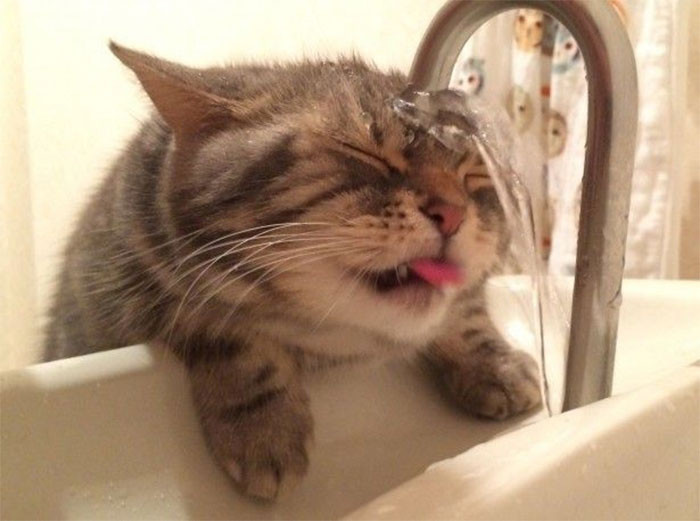 9. Miserably failed at drinking from the faucet.