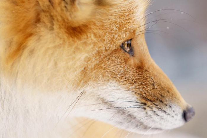 Their beauty and intelligence are beyond imagination