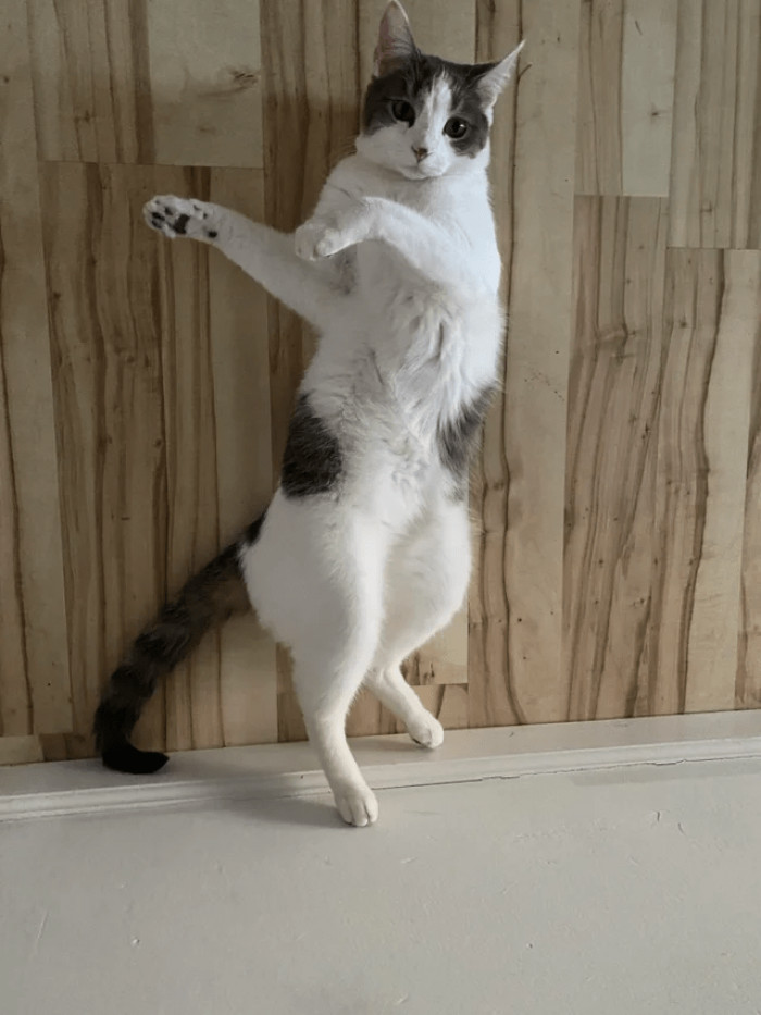 6. Feline wants to pump up the volume and dance.