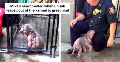 Fireman Visits Abused And Neglected Dog He Rescued, And The Dog Clings To Him In Love Without Letting Go