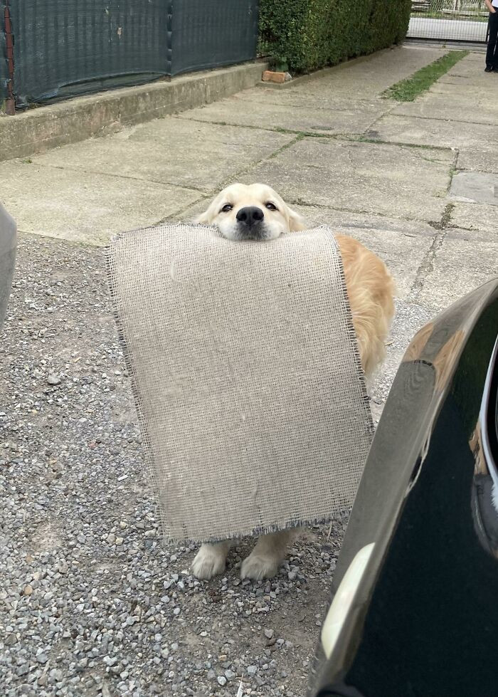 4. Nothing says “welcome home” like a golden retriever offering you his favorite rug