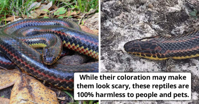 Rare Rainbow Snake Spotted In The Wild After 50+ Years