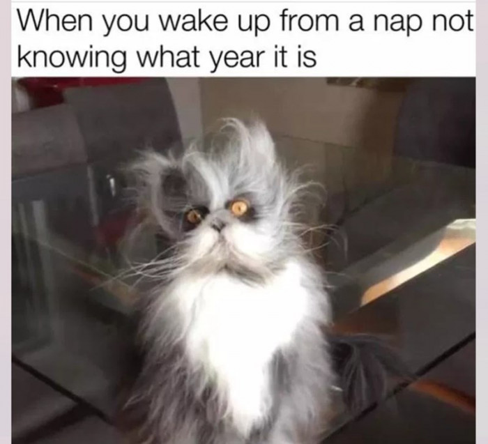 5. It's the expression on the cat's face for me