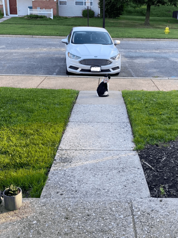 7. "During the school year the kids walking to the bus stop will stop to pet him, during summer there are no kids walking but he still waits"