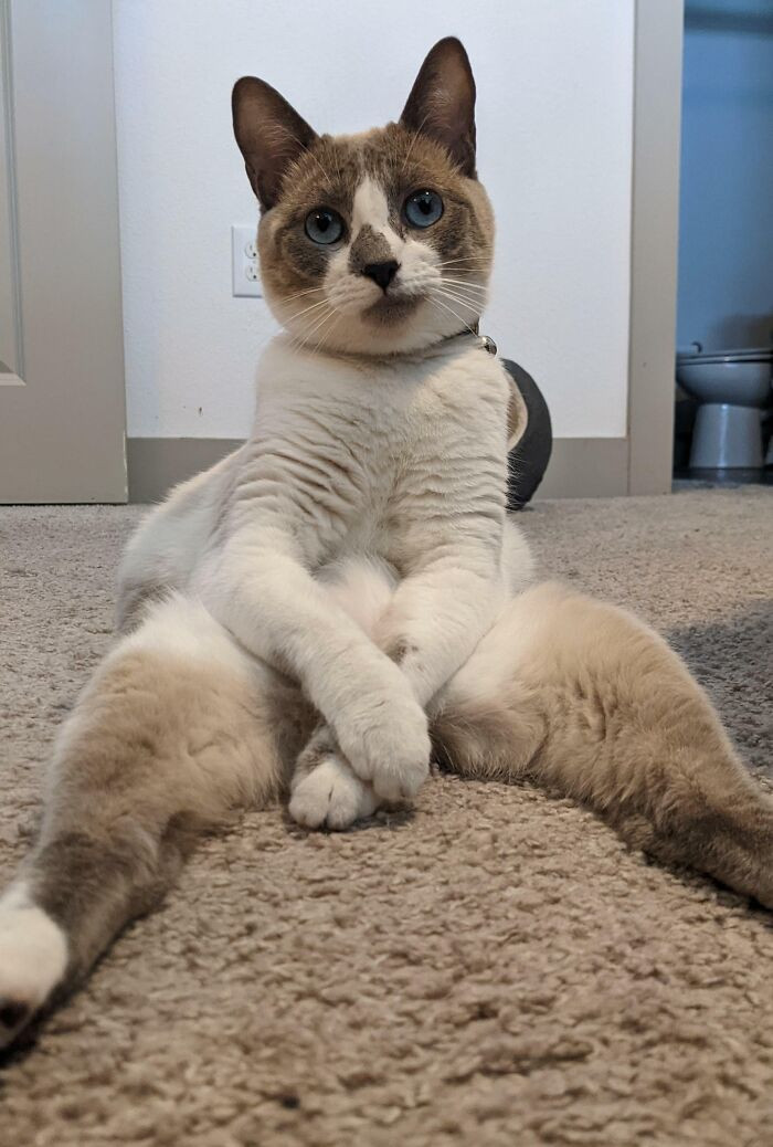 "I Have A Weird Cat"