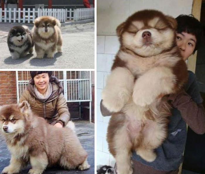 3. Chusky, which is a Chow Chow & Husky Cross