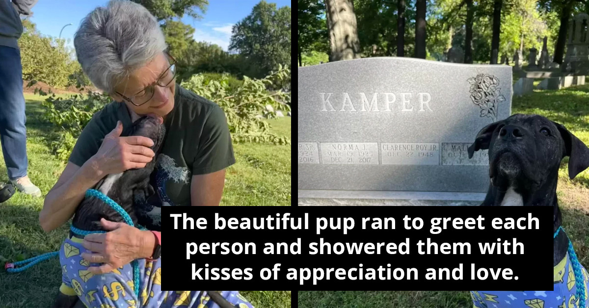 Stray Dog Found Hiding In A Cemetery Gets A New Lease On Life