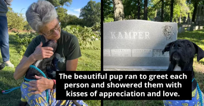 Stray Dog Found Hiding In A Cemetery Gets A New Lease On Life