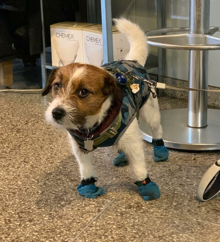 18. Kept This Little Gentleman Company While His Owner Went Potty